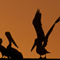 Brown Pelicans; Santa Barbara, CA