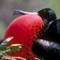 Magnificent Frigate Bird; Galapagos Islands