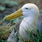 Waved Albatross; Galapagos Islands